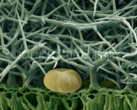 ^BLavender leaf.^b Coloured scanning electron micro- graph (SEM) of a section through the leaf of a lavender plant (^ILavandula^i ^Iangustifolia^i). Numerous dense branched hairs (trichomes) cover the leaf's surface. These have both a protective function against pests and serve to reduce evaporation from the leaf. The rounded structure (pale brown, lower centre) is an oil gland, which produces the plant's aromatic oil. Below this is the sectioned leaf, with the impermeable cuticle uppermost, supported by epidermal cells. Lavender is a herb which grows wild in the Mediterranean region, but is farmed all over the world. Magnification: x380 at 6x7cm size. x590 at 4x5"