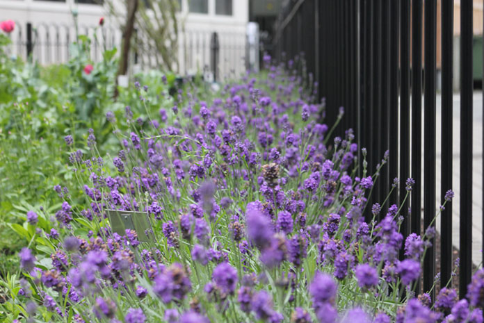 lavender_ stoechas_in_our_physic_garden.jpg