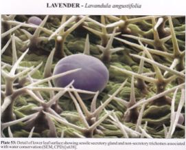 Microscopic Images of Lavender essential oil sack in the plant