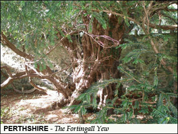 fortingall-2000 year old yew