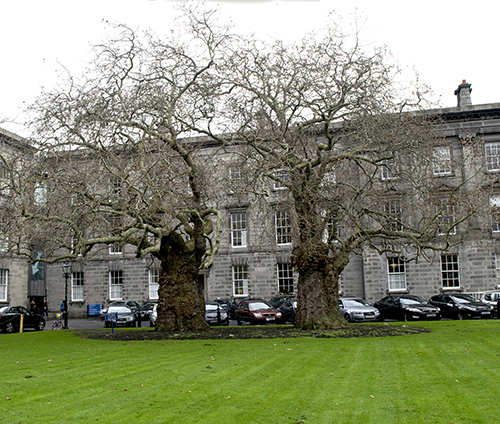 Plane trees-Trinity College Trees-old tree