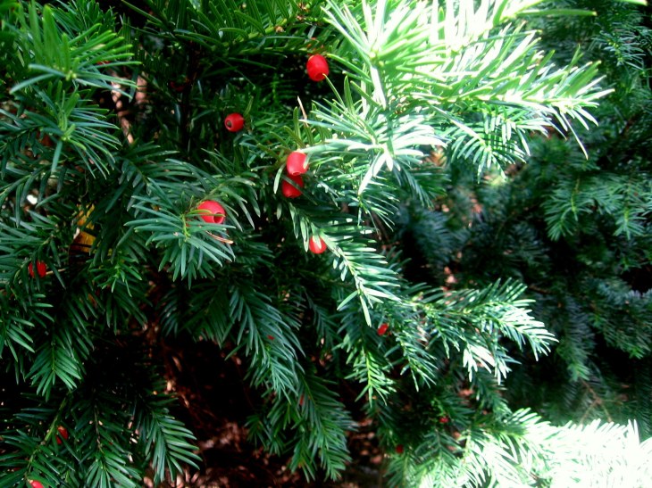 yew tree with red berries